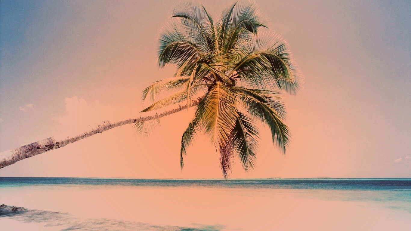 Пальма на лазурном берегу обои