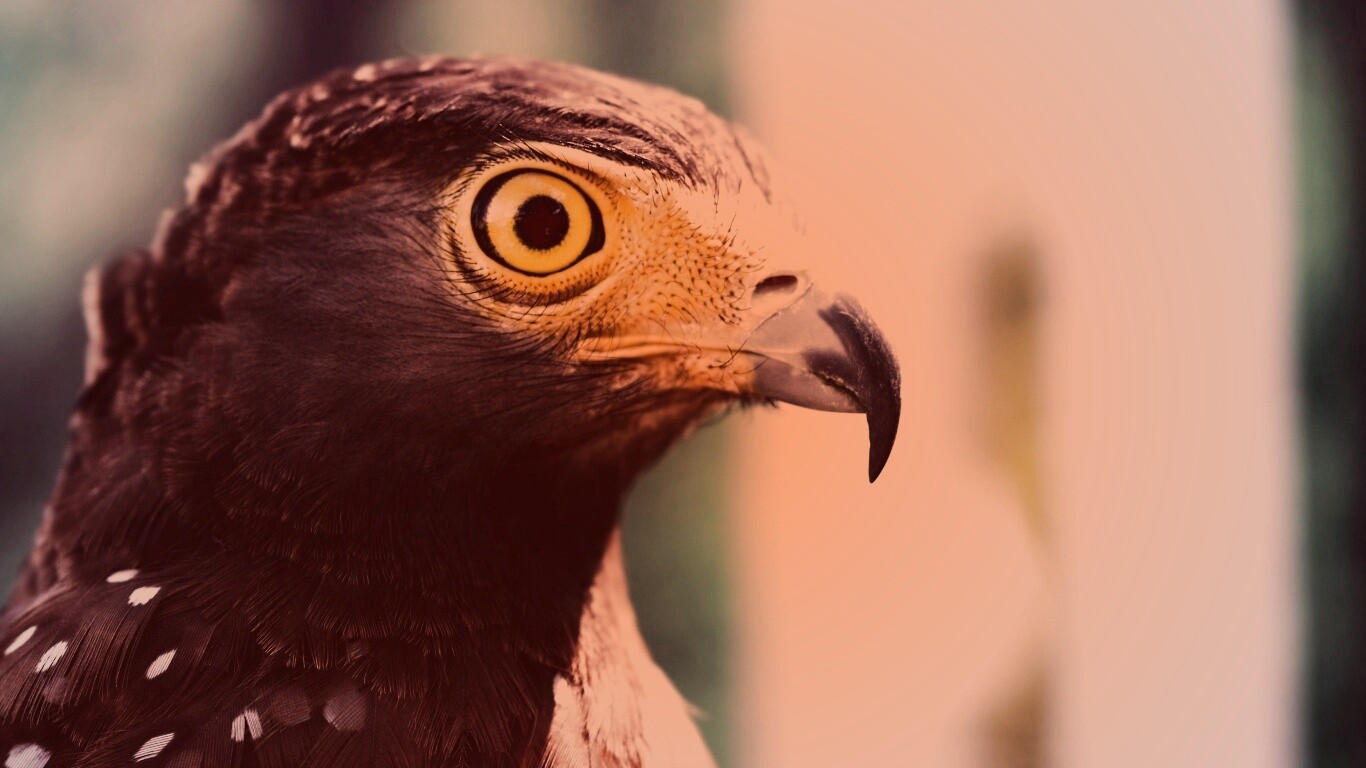 Взгляд орла обои
