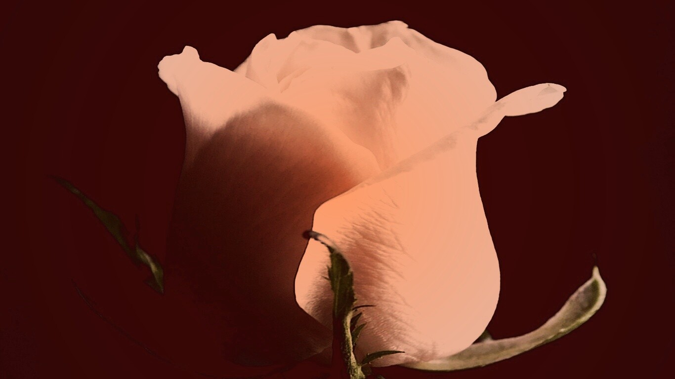 Бутон белой розы обои