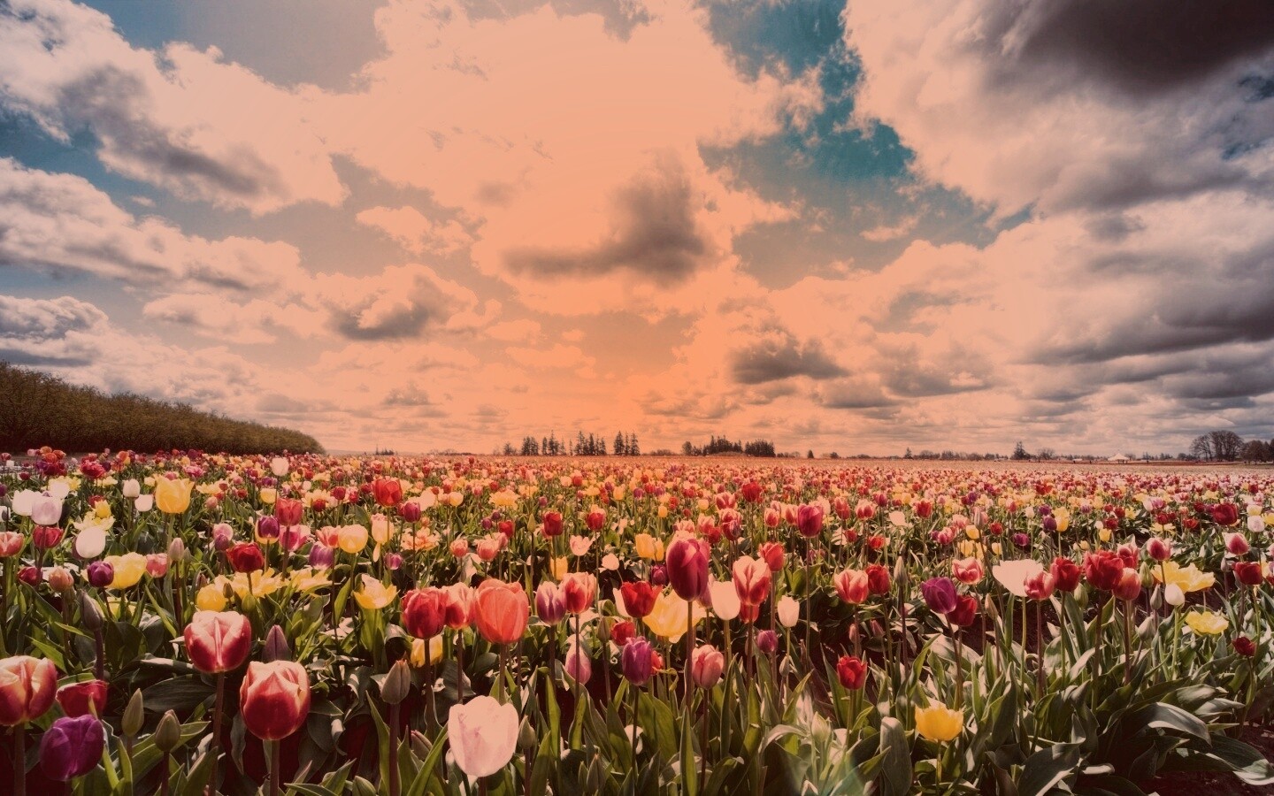 Тюльпаны в поле без смс