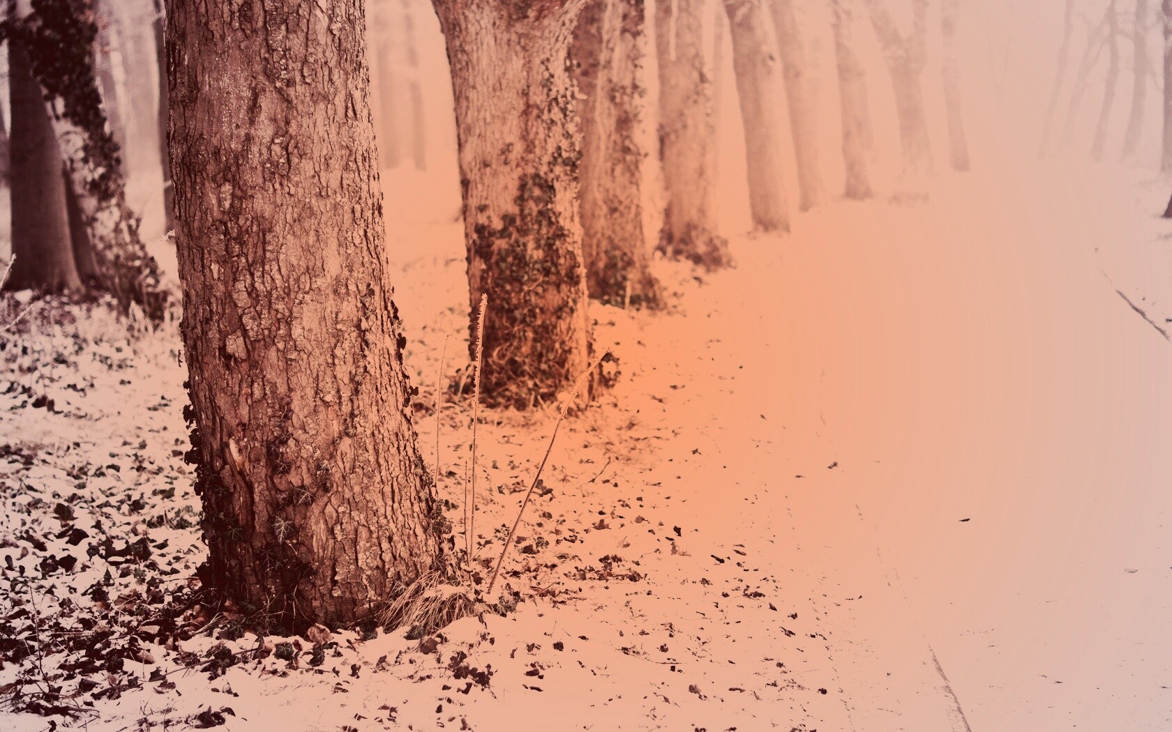 Дорога в зимнем лесу обои