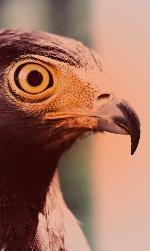 Взгляд орла обои