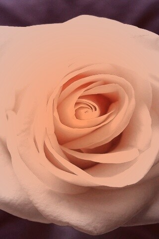 Белая роза обои