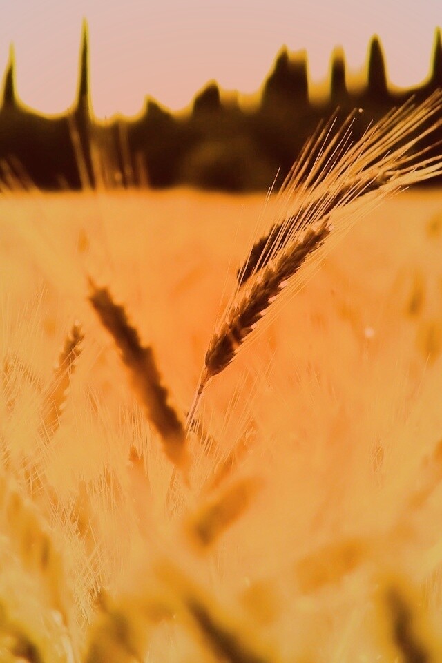 Пшеничное поле обои