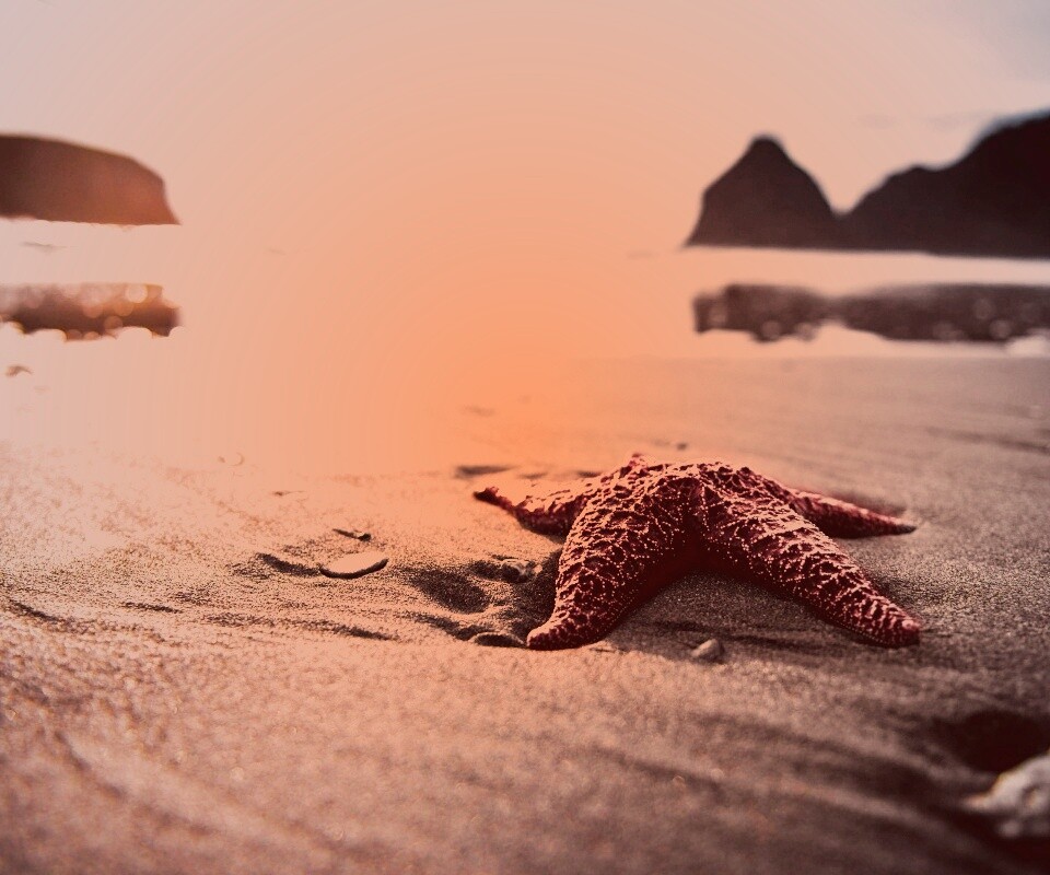 Морская звезда обои