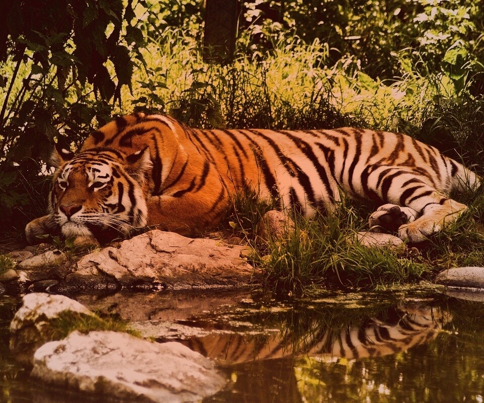 Тигр отдыхает обои