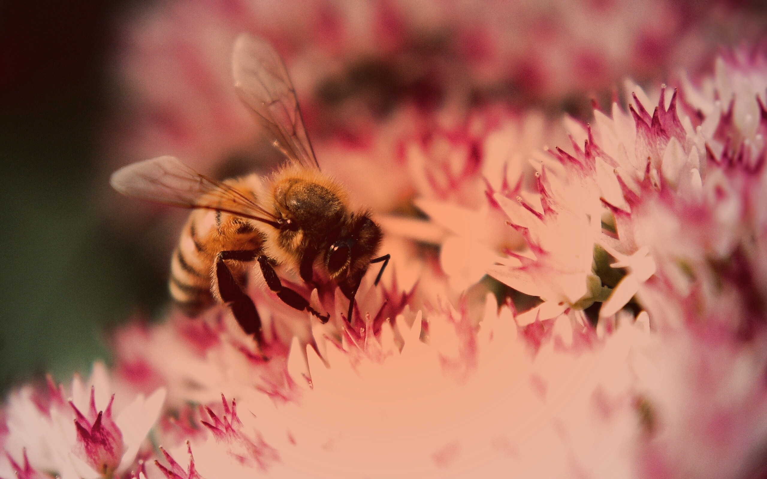цветы пчела опыление скачать