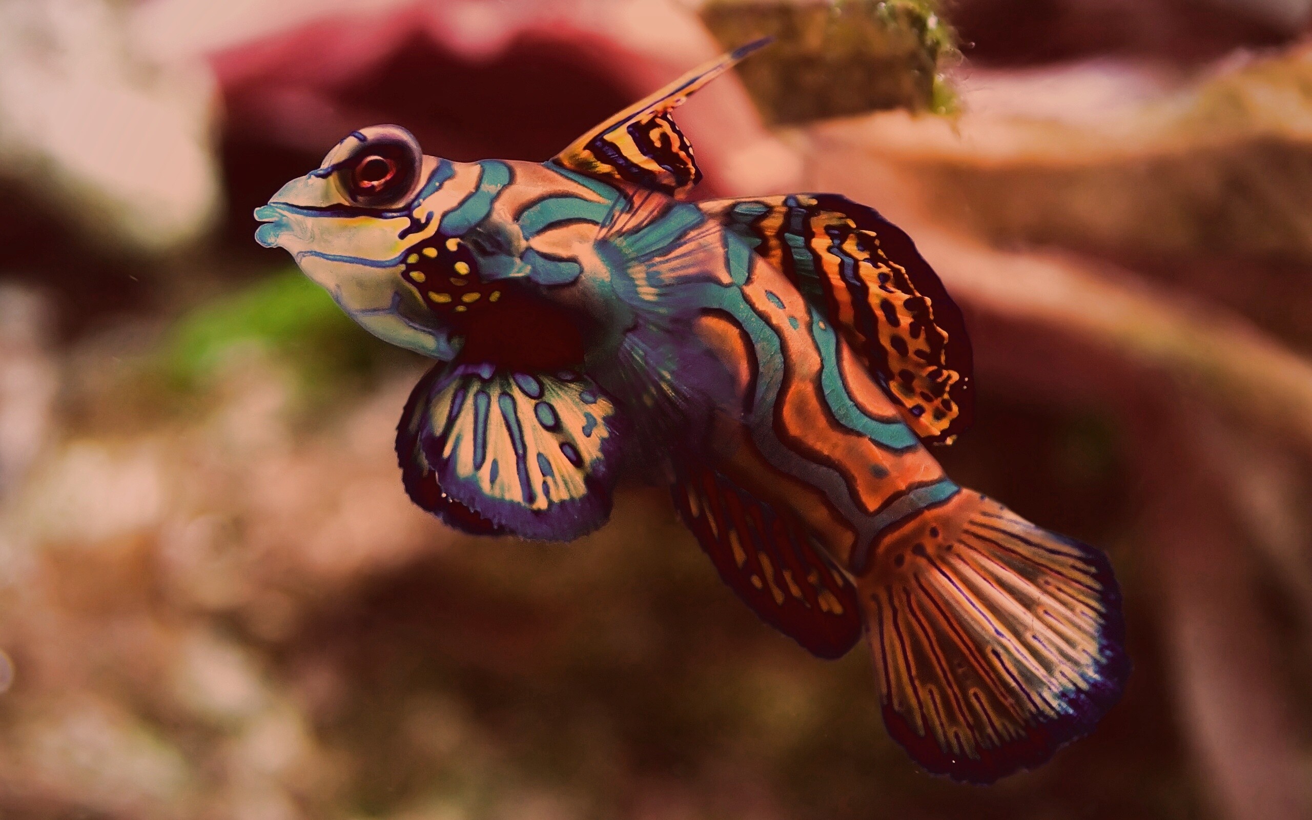 Цветная рыбка без смс
