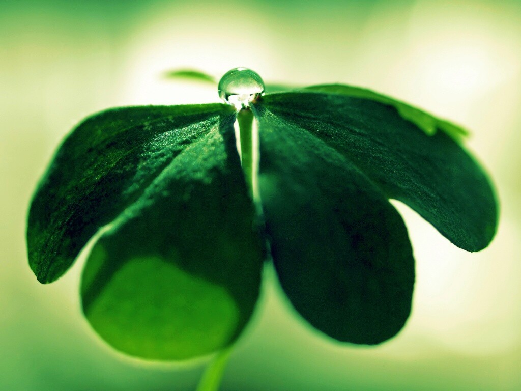 Зеленые листики и капелька воды обои