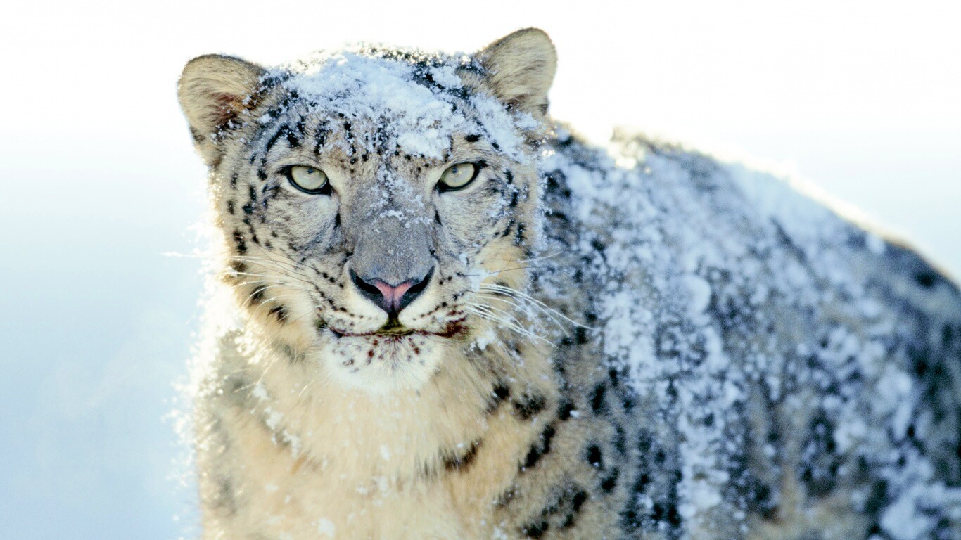 Снежный леопард обои