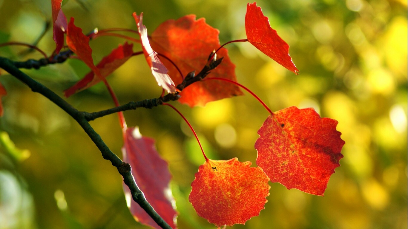 Красные листья обои