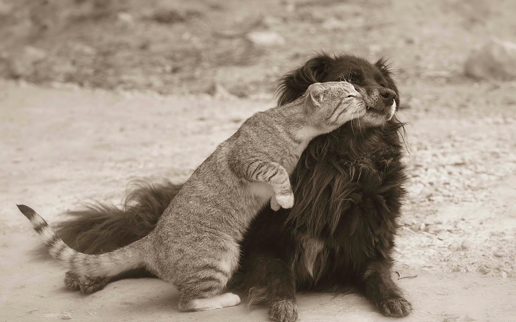 Поцелуй кошки и собаки обои