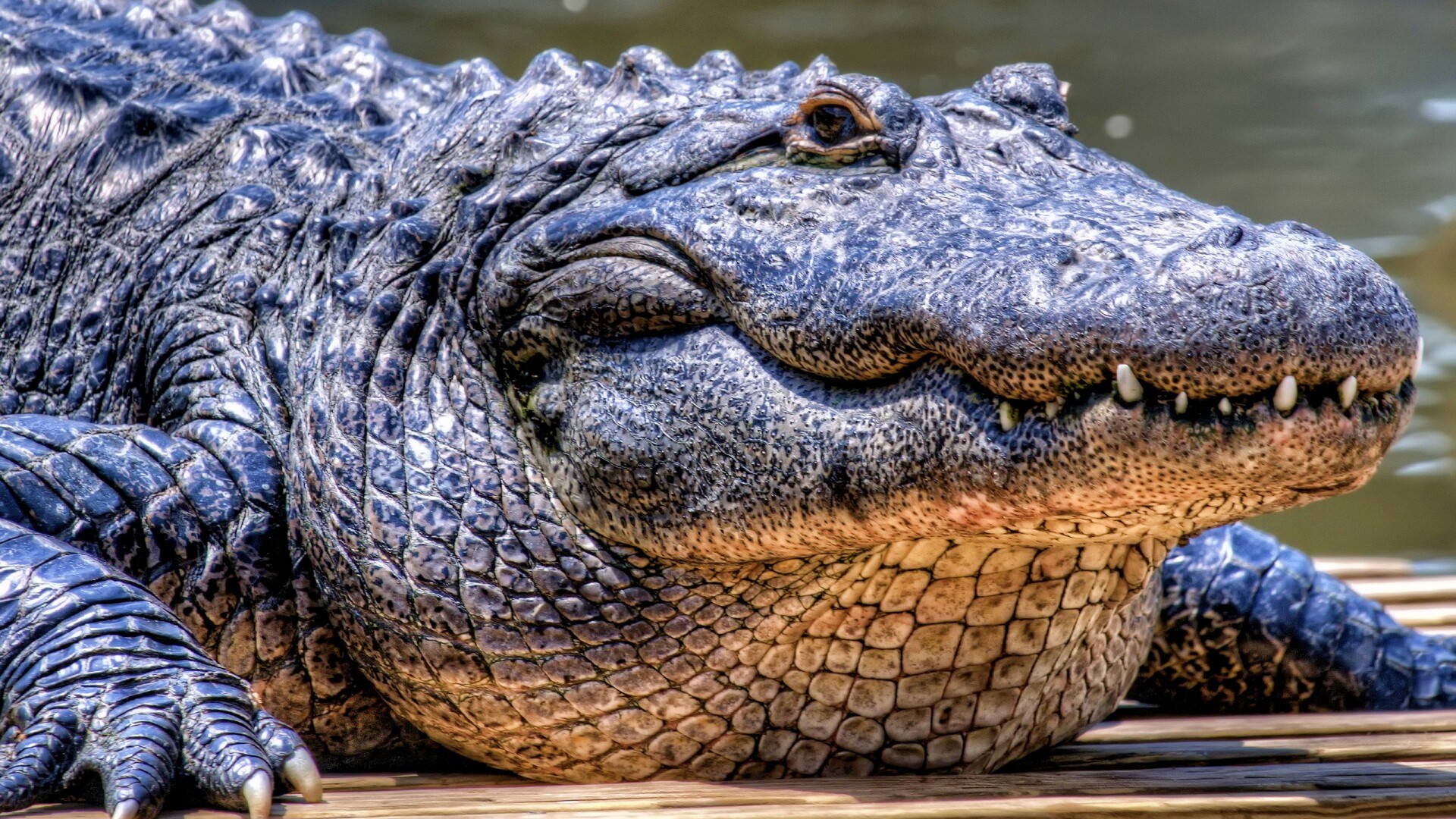 Синий крокодил обои