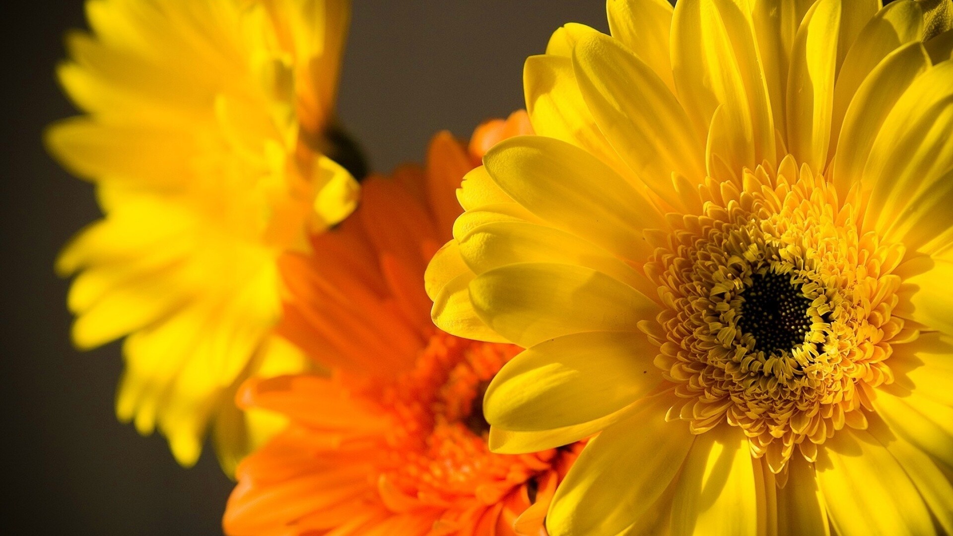 цветок желтый flower yellow загрузить