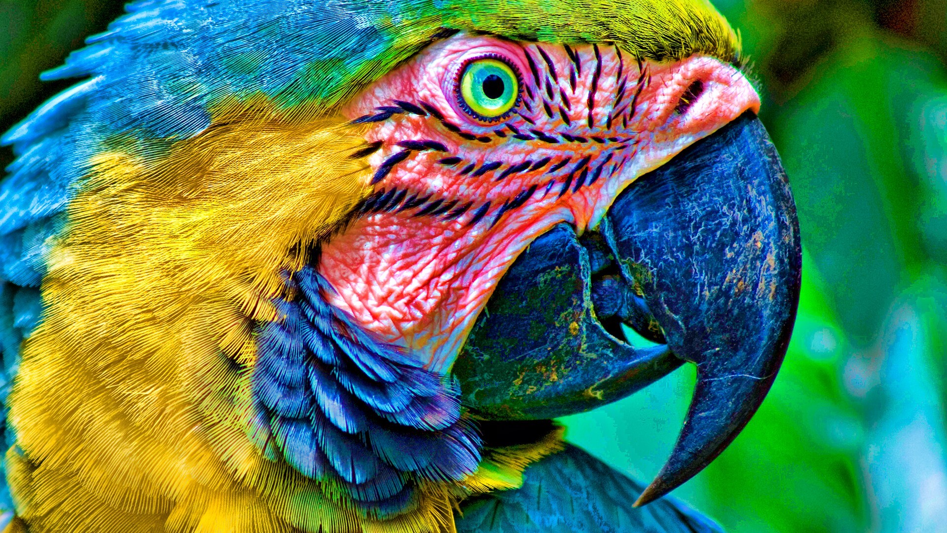Зеленый попугай перья скачать