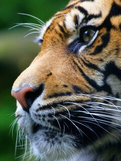 Взгляд тигра обои