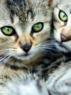 Котята в обнимку обои