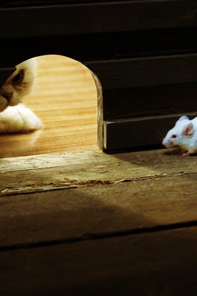 Кошки - мышки обои