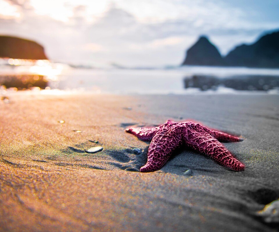 Морская звезда обои