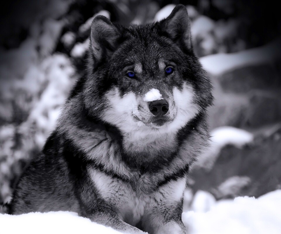 Волк с синими глазами обои