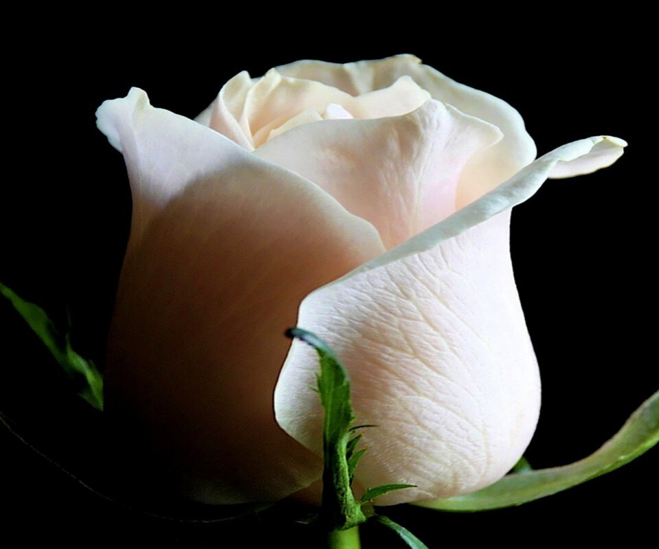 Бутон белой розы обои