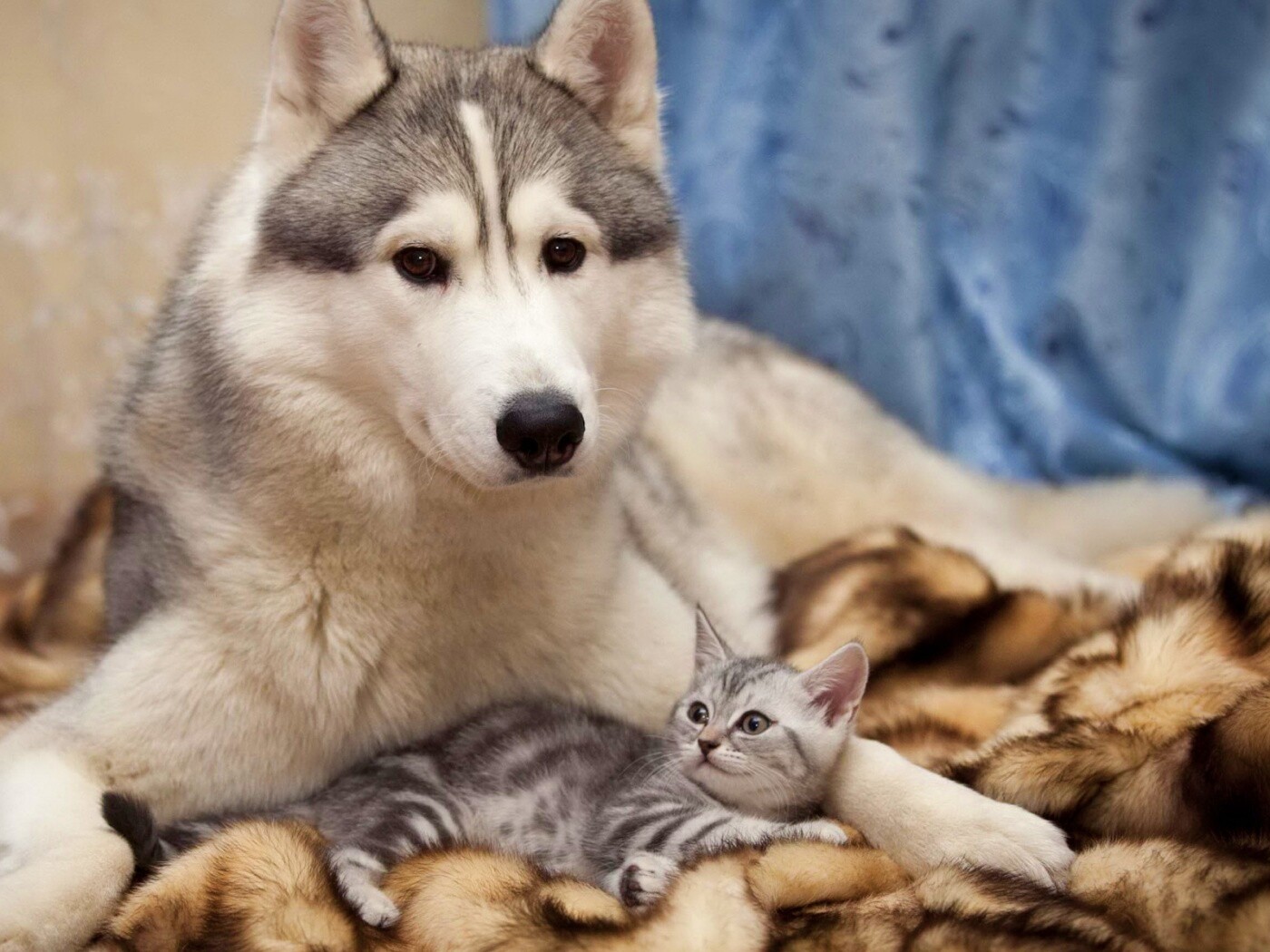 Собака и котенок обои