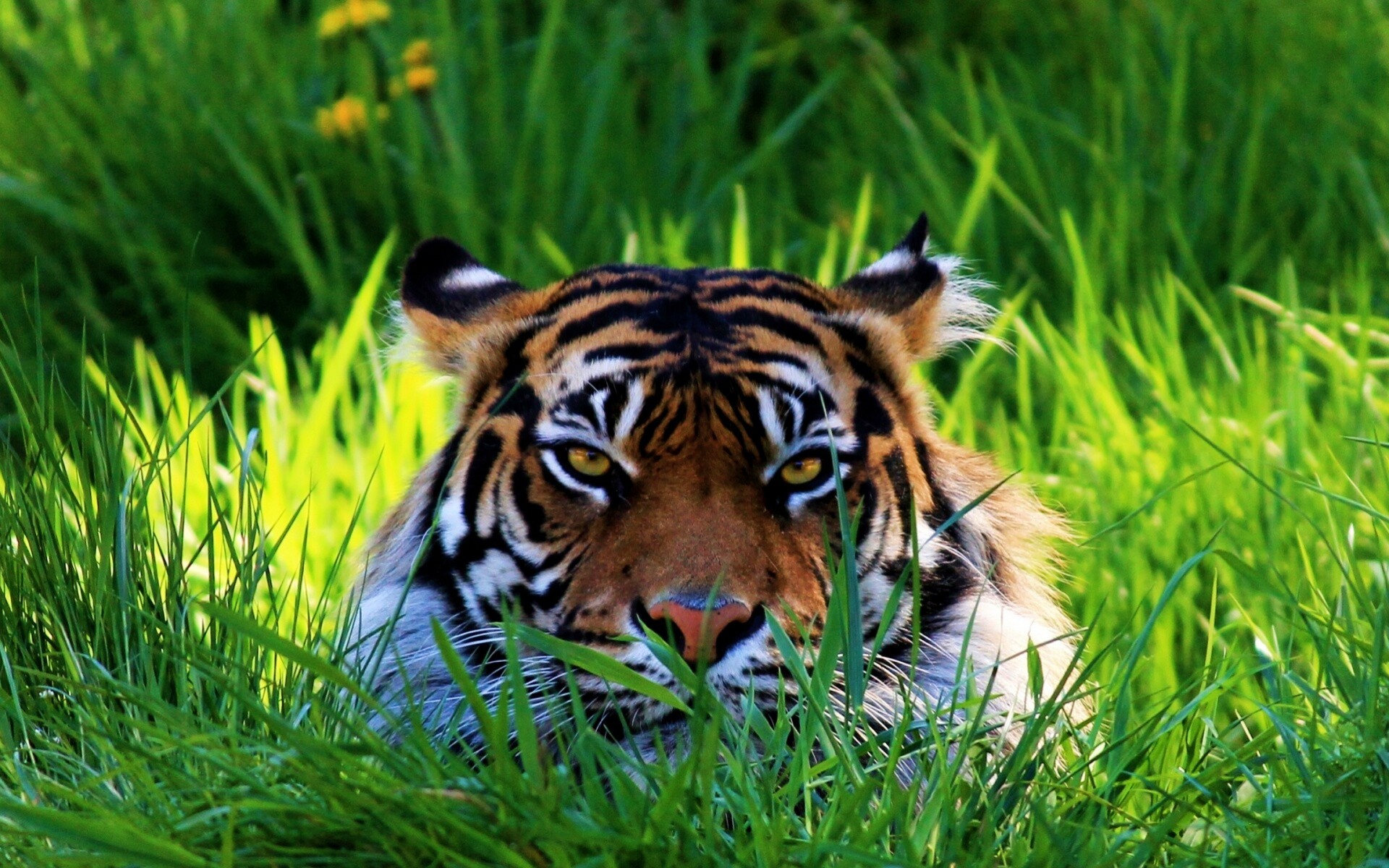 Тигр под пальмой тигр взгляд вверх скачать