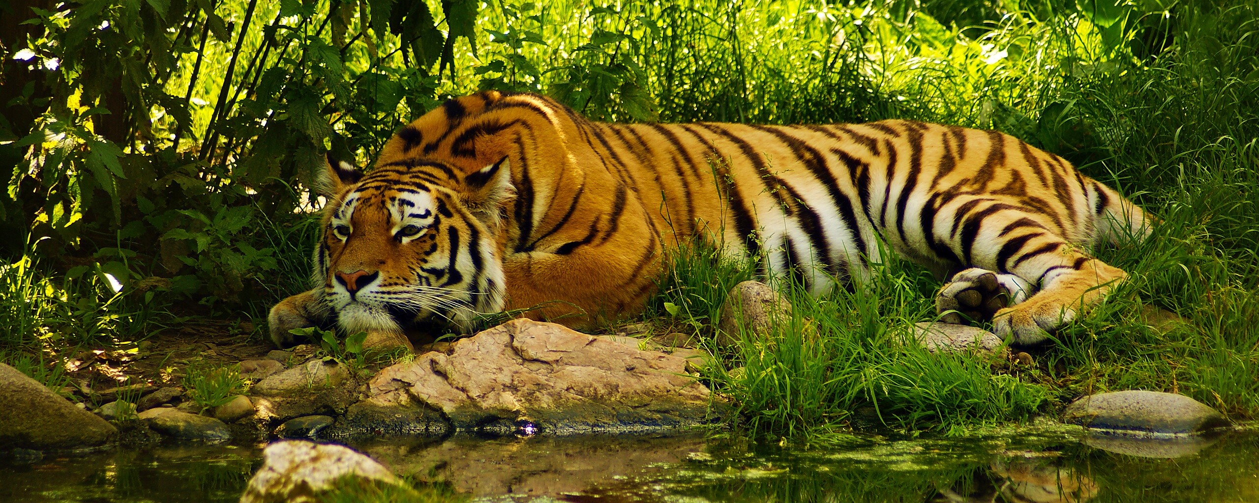 Тигр отдыхает обои