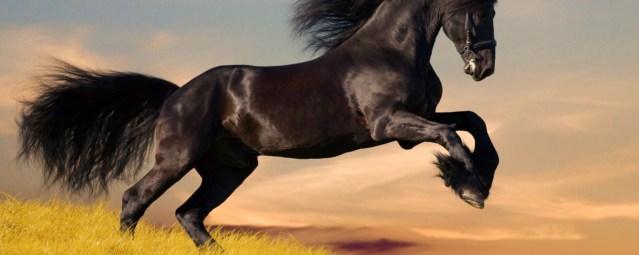 лошади поле черные horses field black бесплатно