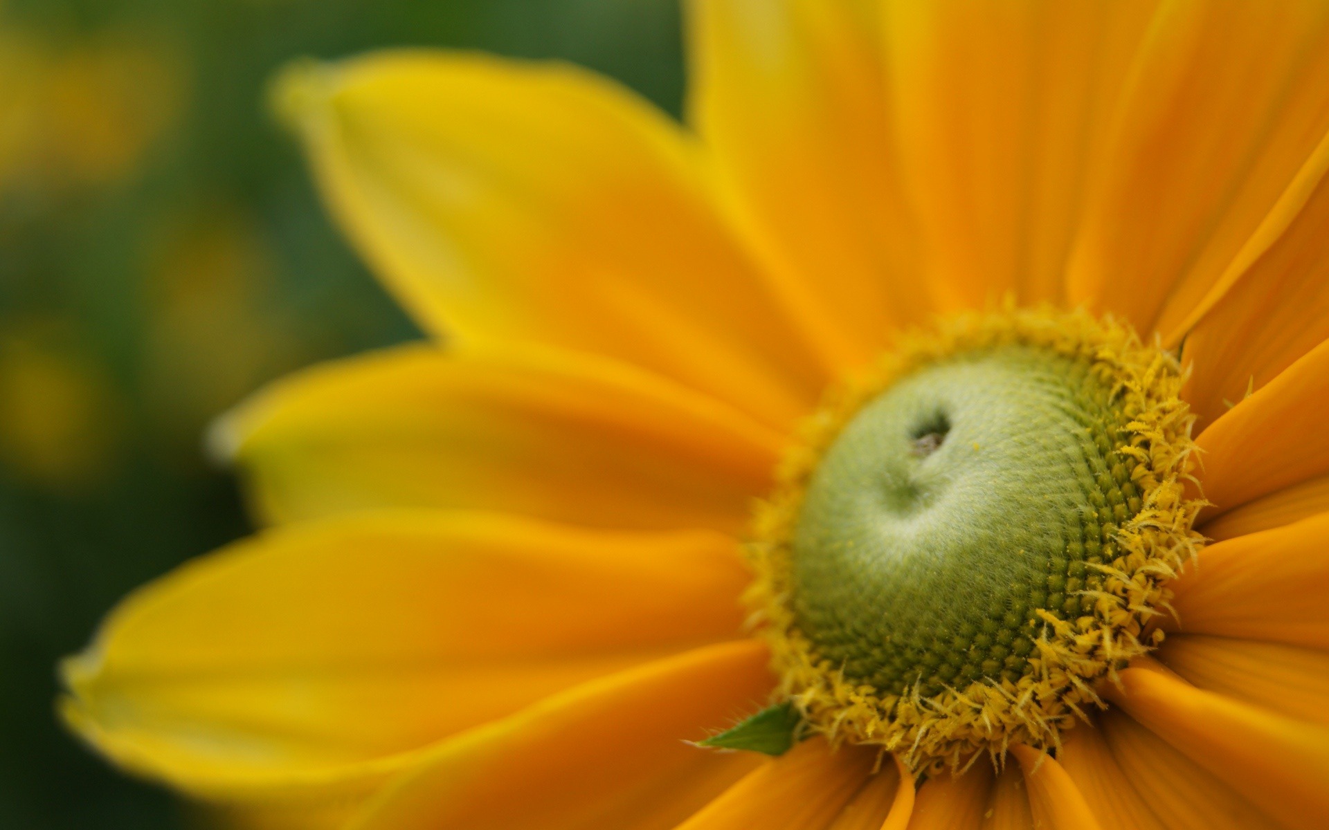 природа желтый цветок крупный план скачать