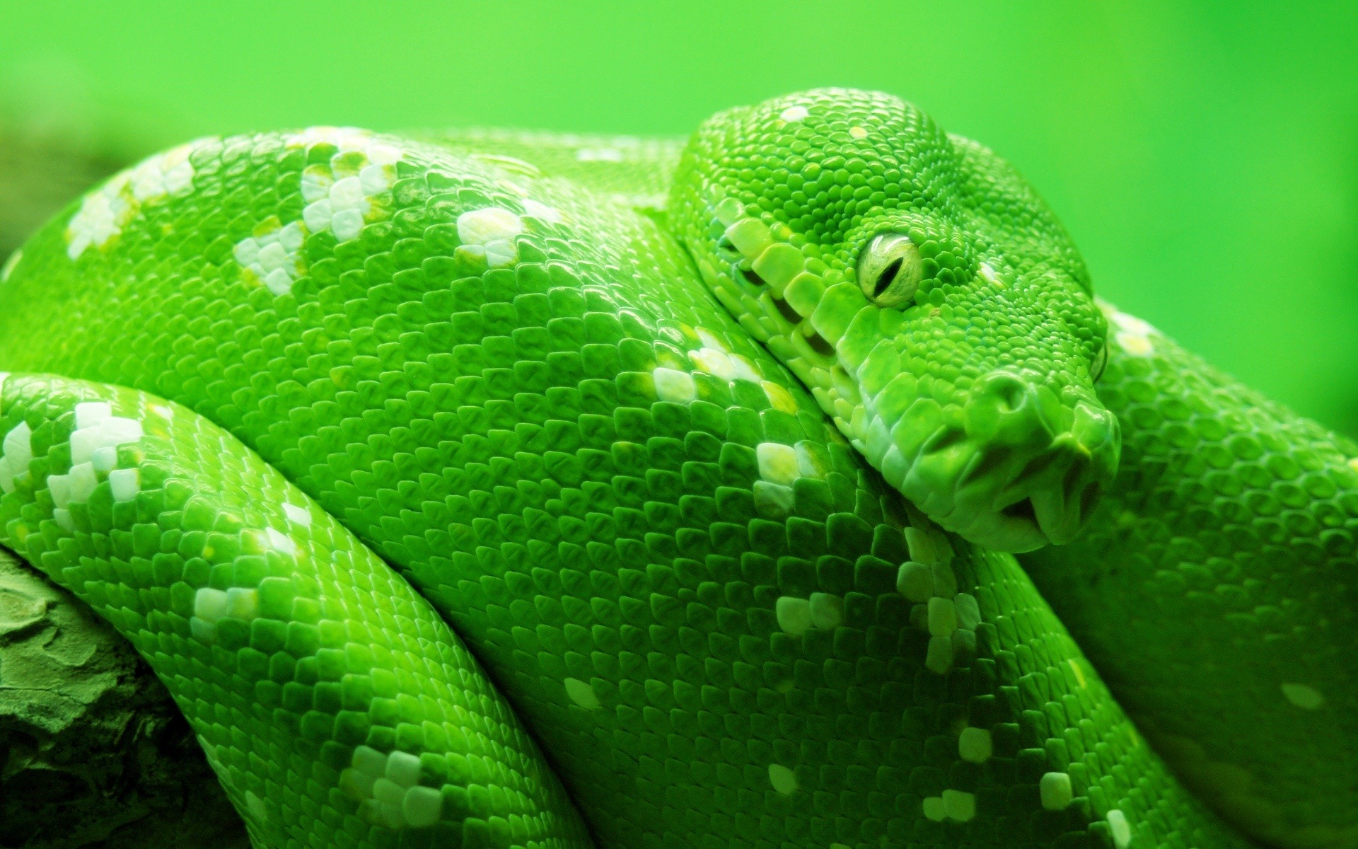 Зеленая змея макро съемка скачать