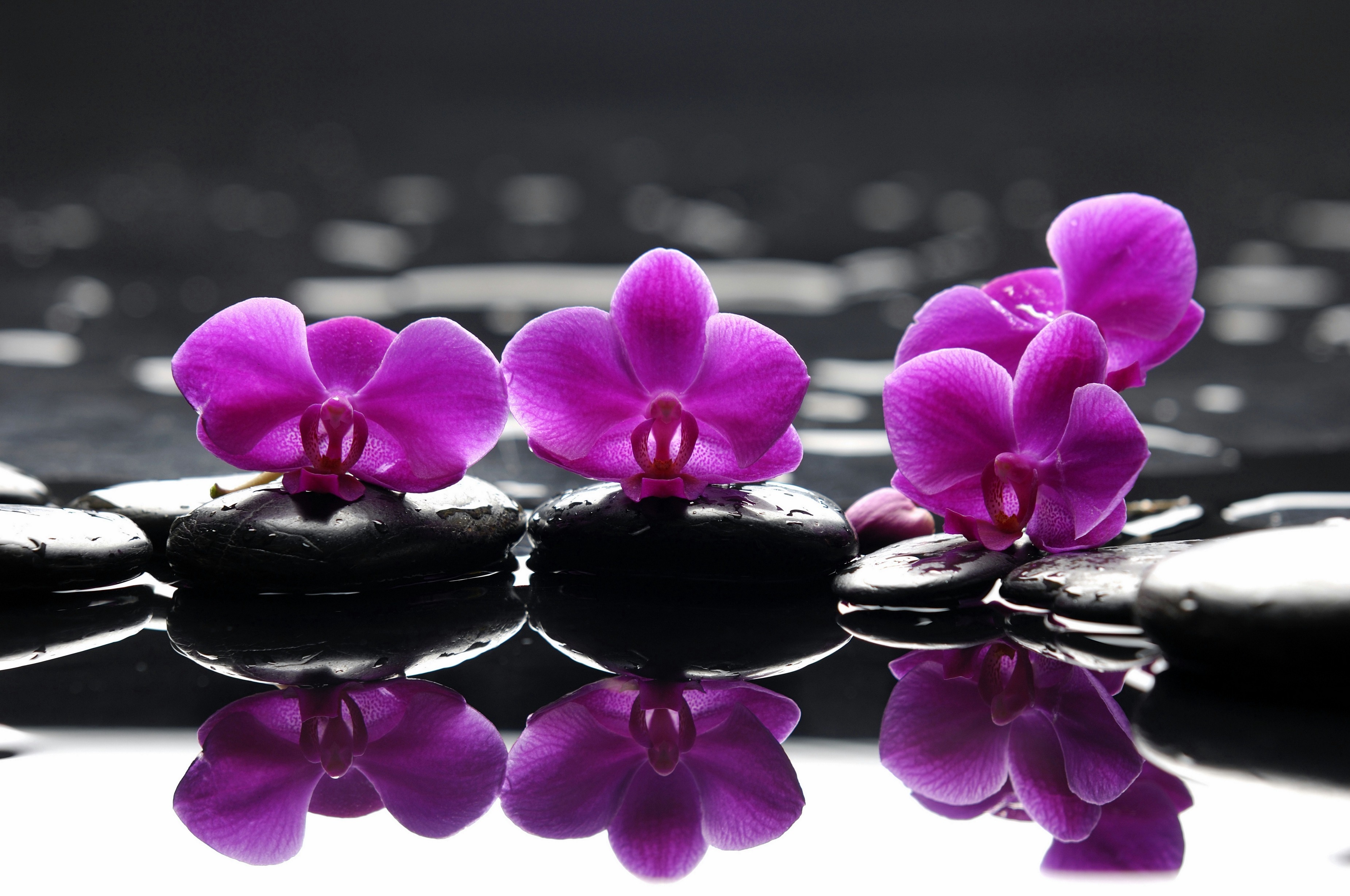 Картинки на телефон на заставку. Сиреневые цветы. Фиолетовые цветы. Орхидеи. Фотообои цветы.