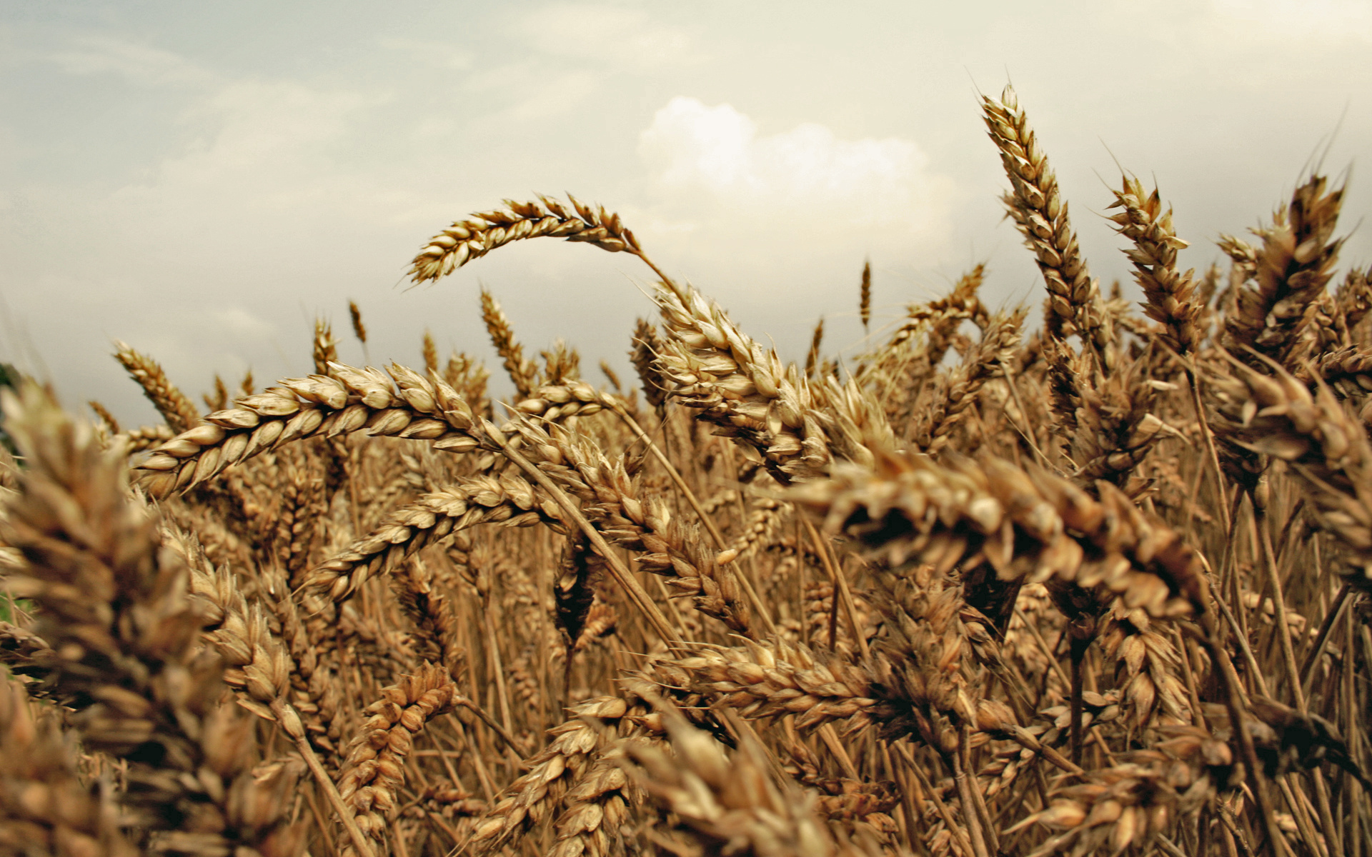 природа поле пшеница зерна солнце бесплатно