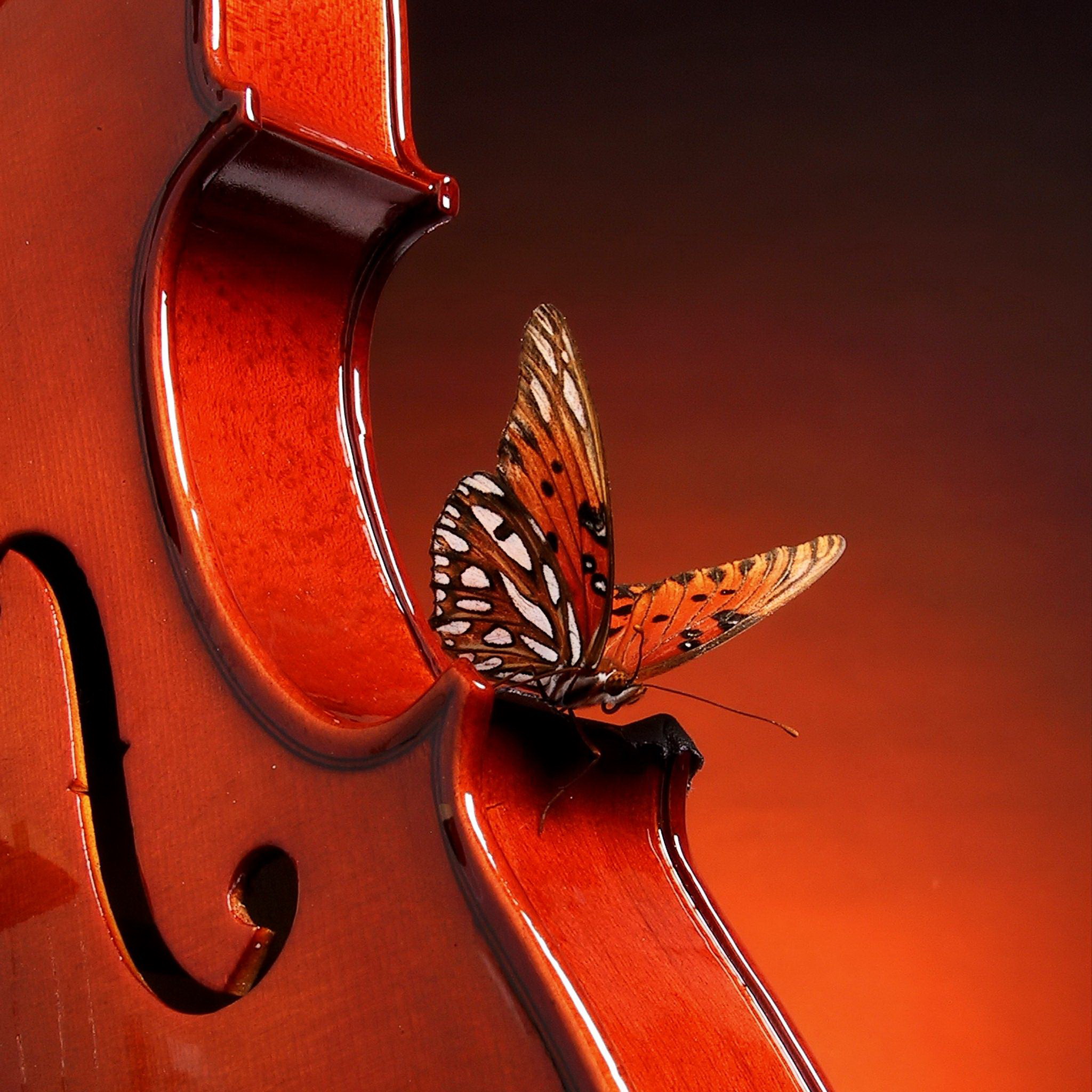 Бабочка на скрипке обои