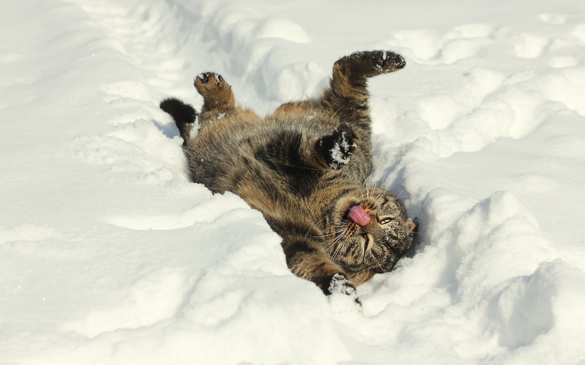 Кот валяется в снегу обои