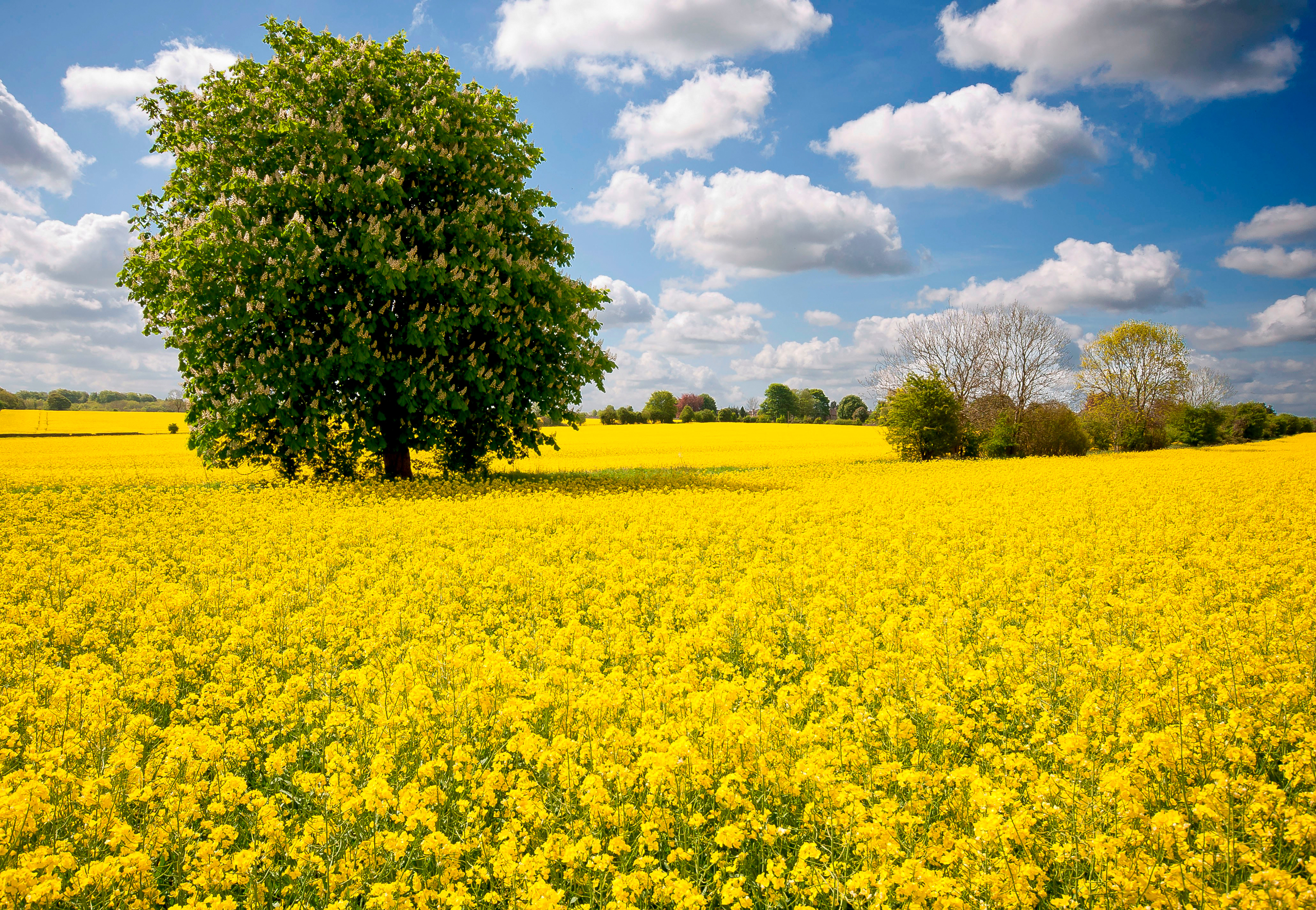 поле желтые цветы небо облака лес деревья природа бесплатно