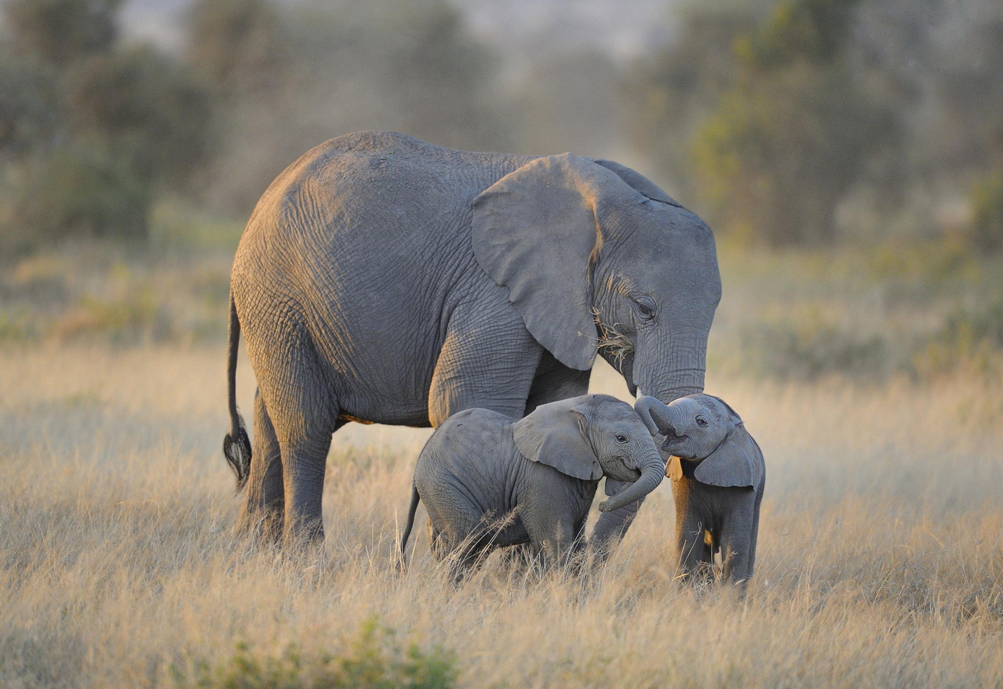 Слоны в национальном парке обои