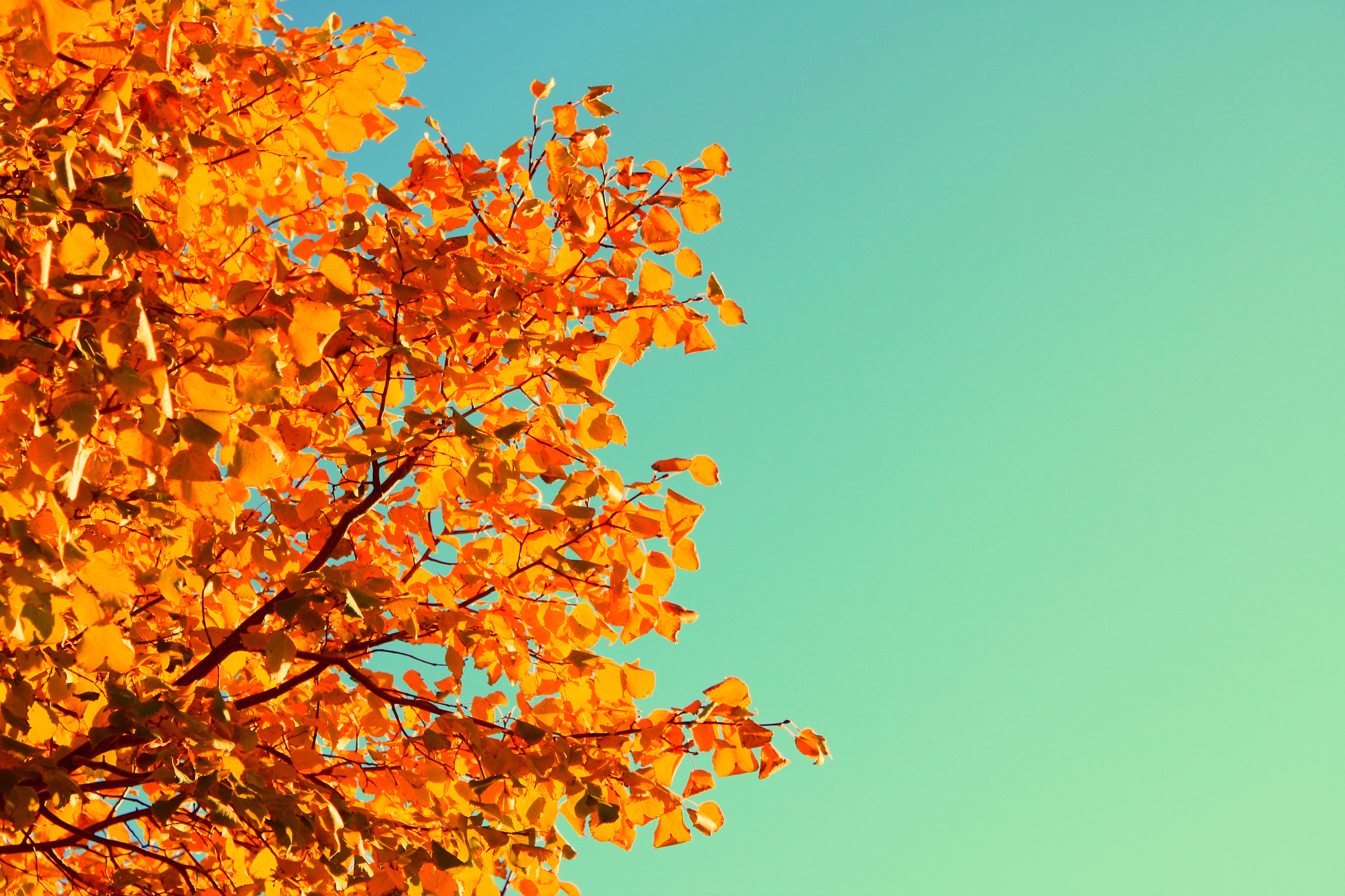 Ветви с пожелтевшими листьями на фоне неба обои