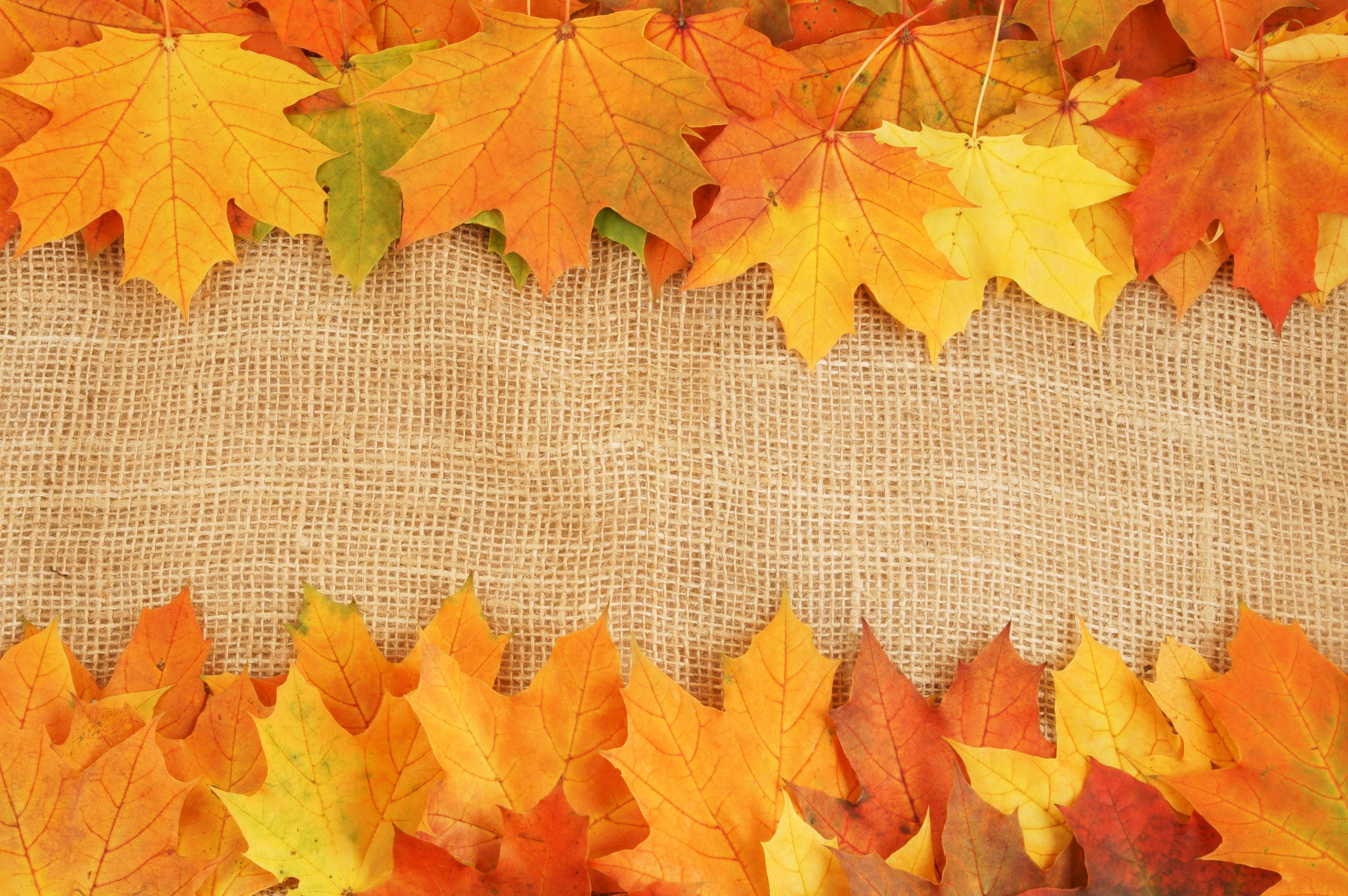 Краски осенних листьев без смс
