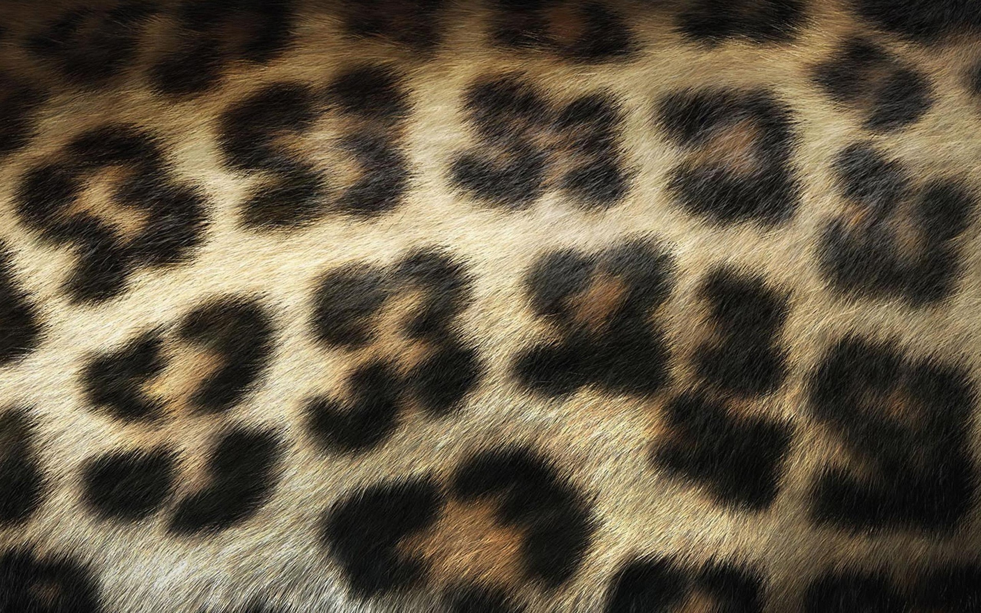 Шкура леопарда обои