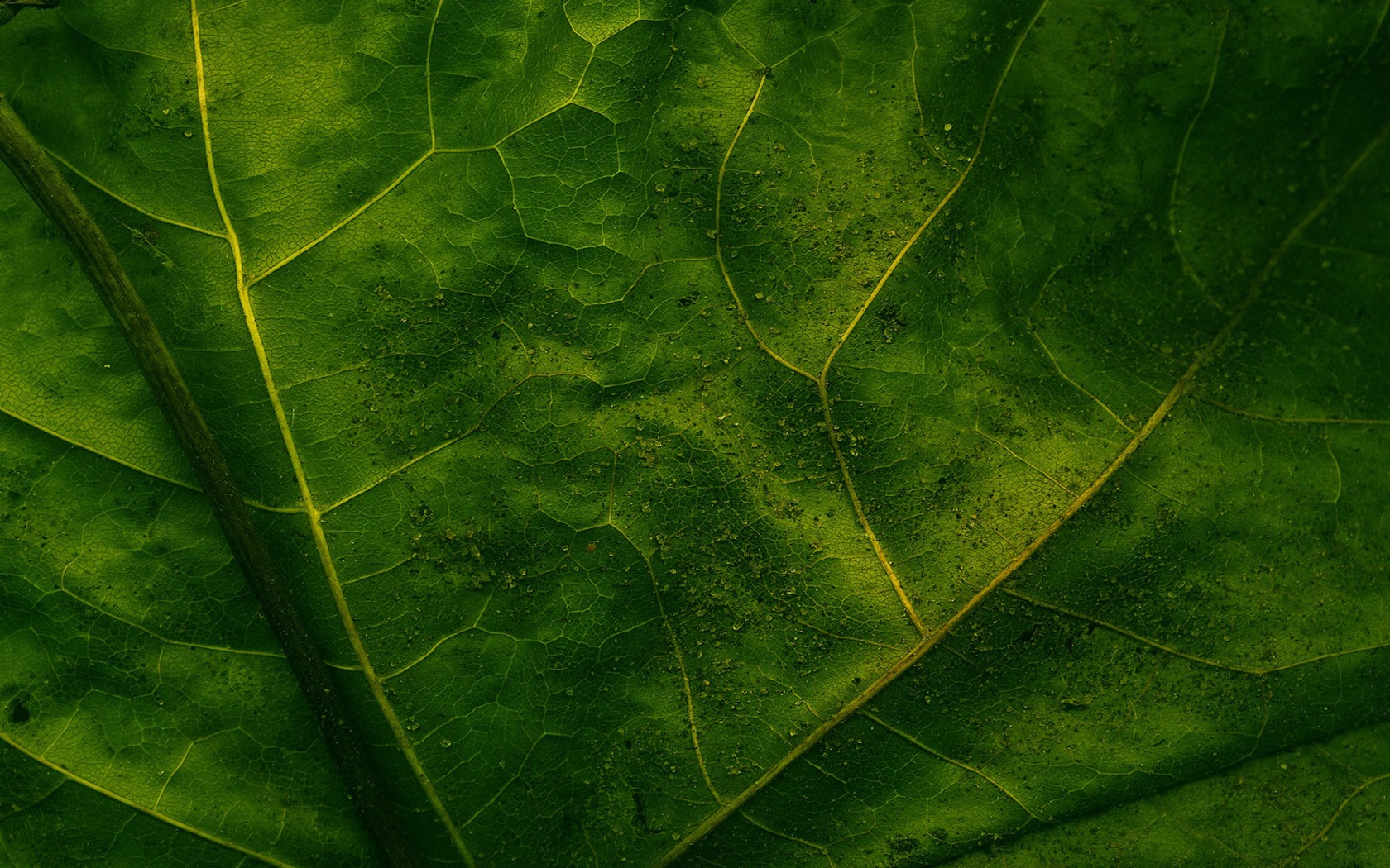 Макро зеленый лист обои