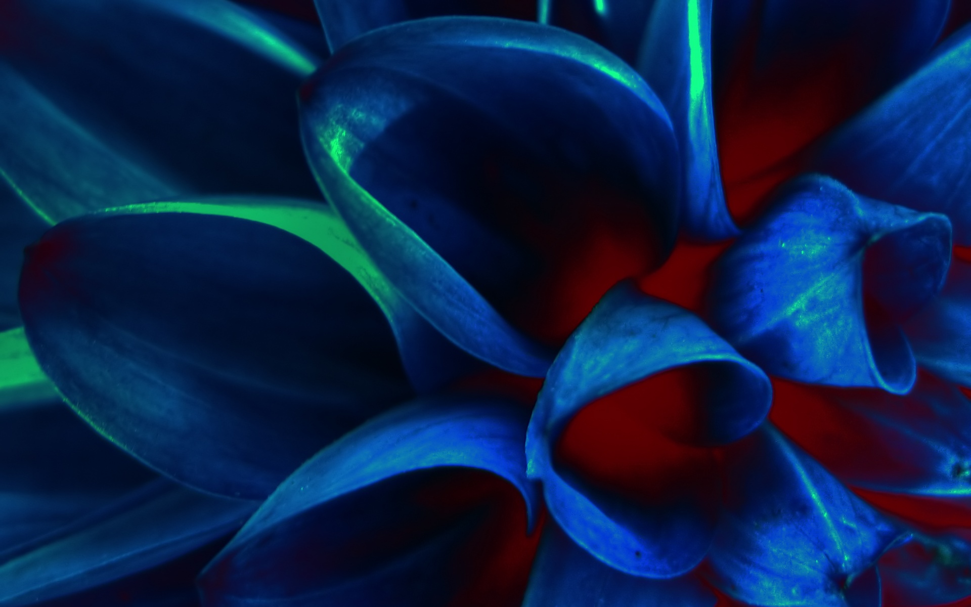 природа цветы синие красные без смс