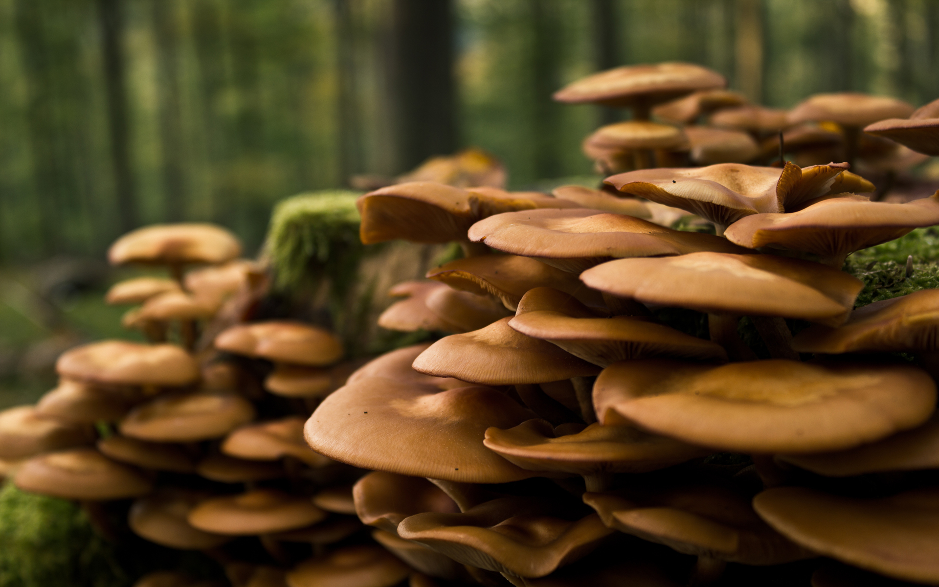 Лесные грибы на пне обои