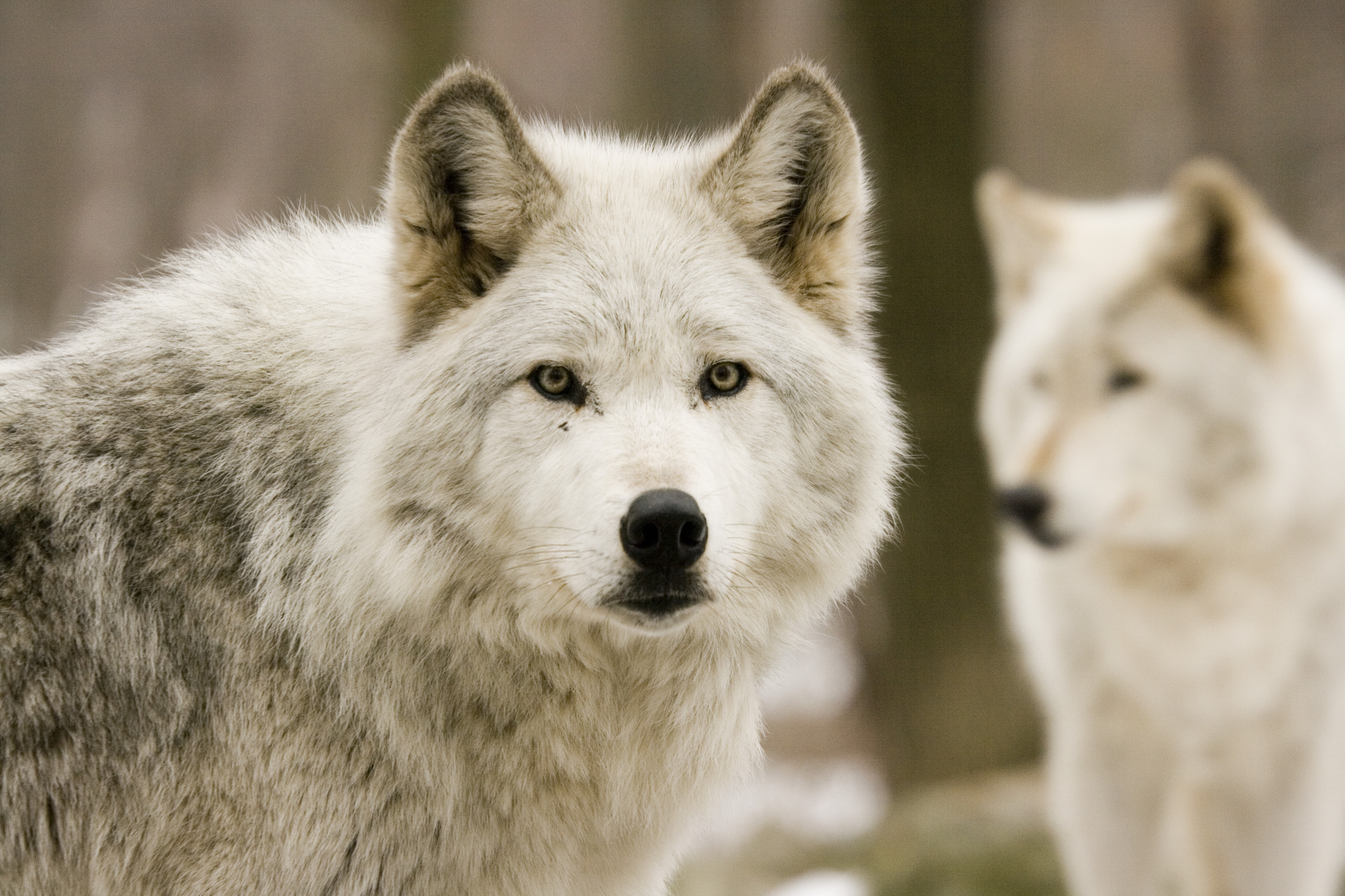 Белые волки обои
