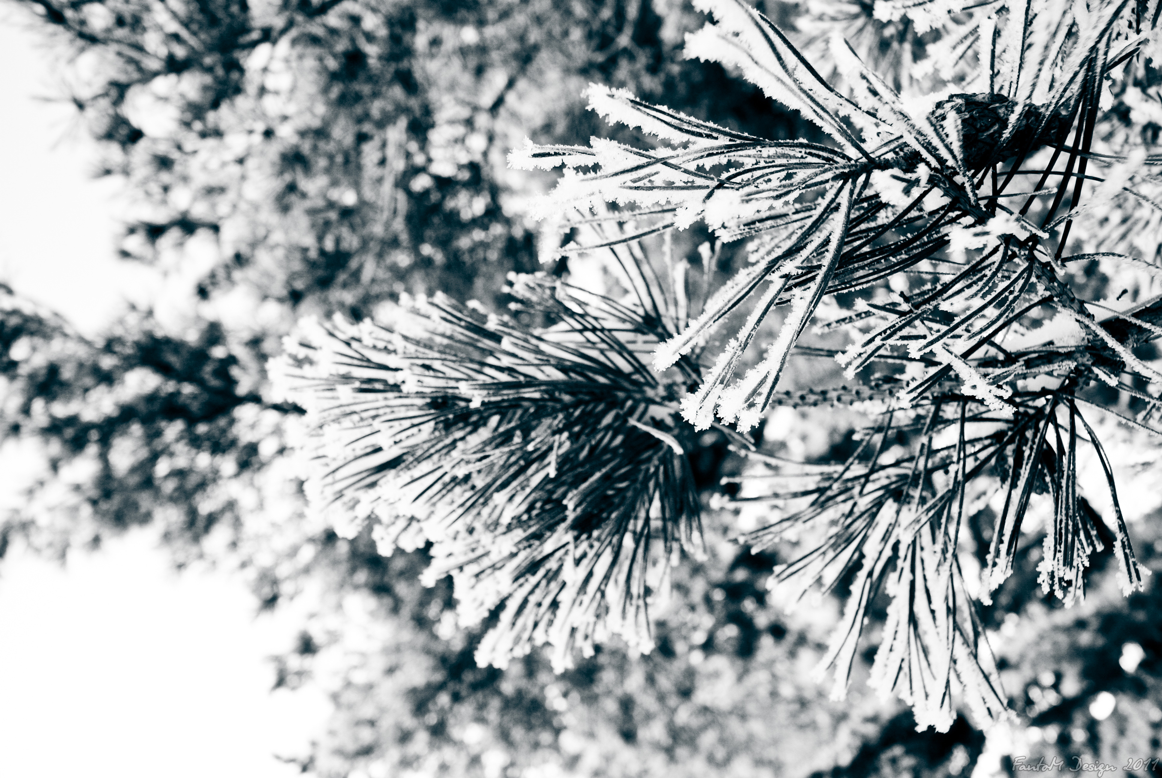 ветка снег иней сосна branch snow frost pine бесплатно
