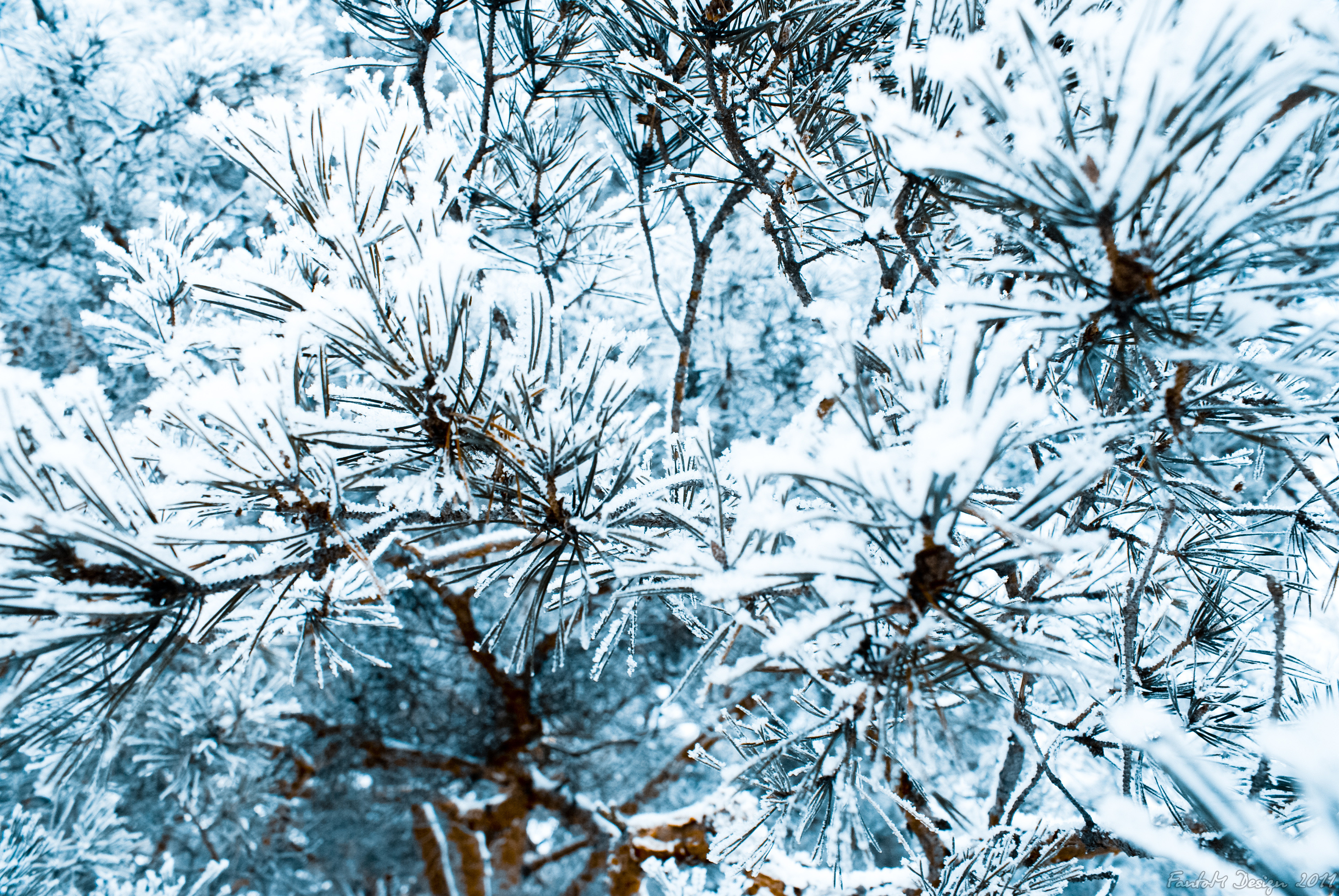 иголки деревья снег размытие скачать