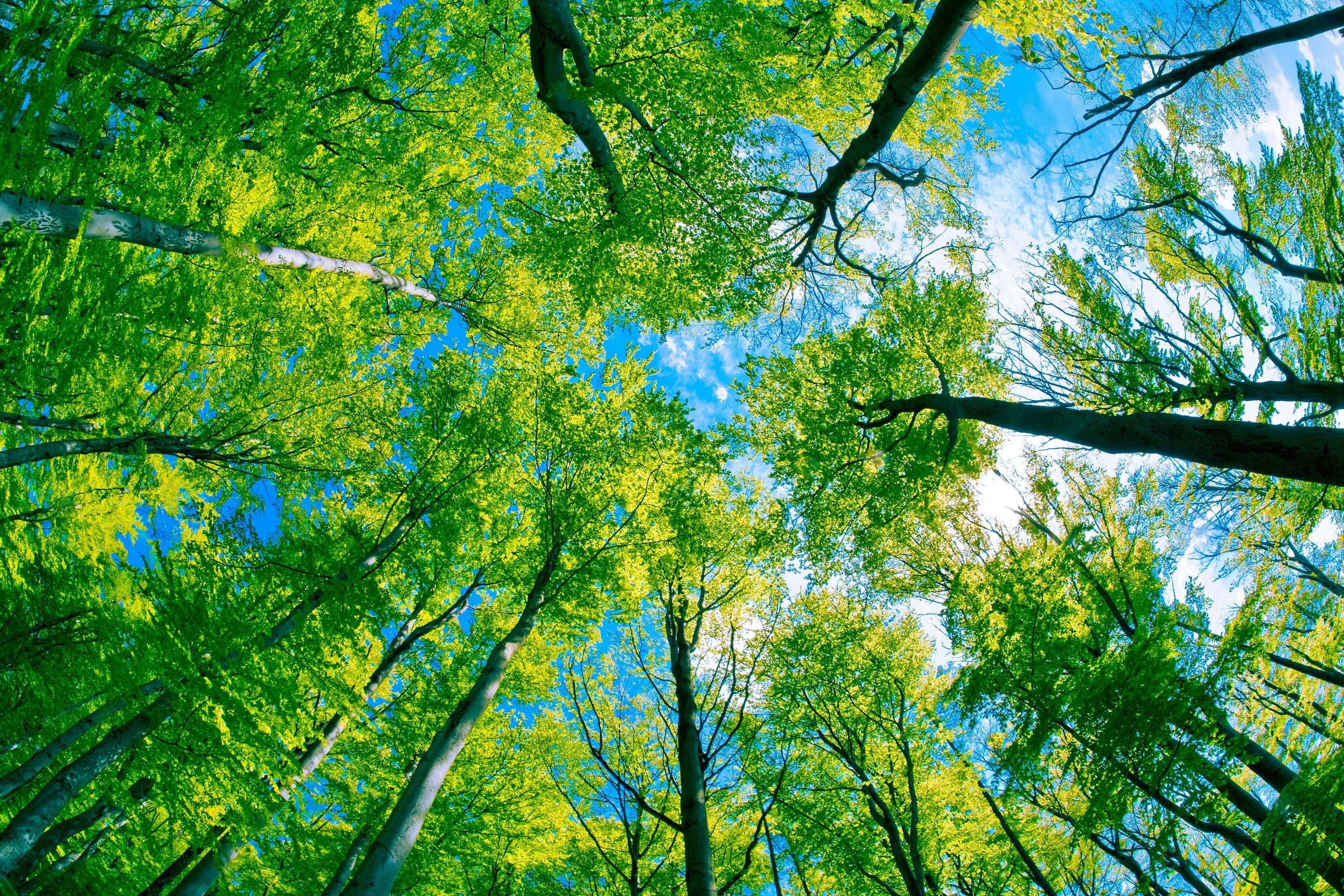 Ярко зеленые листья в лесу без смс