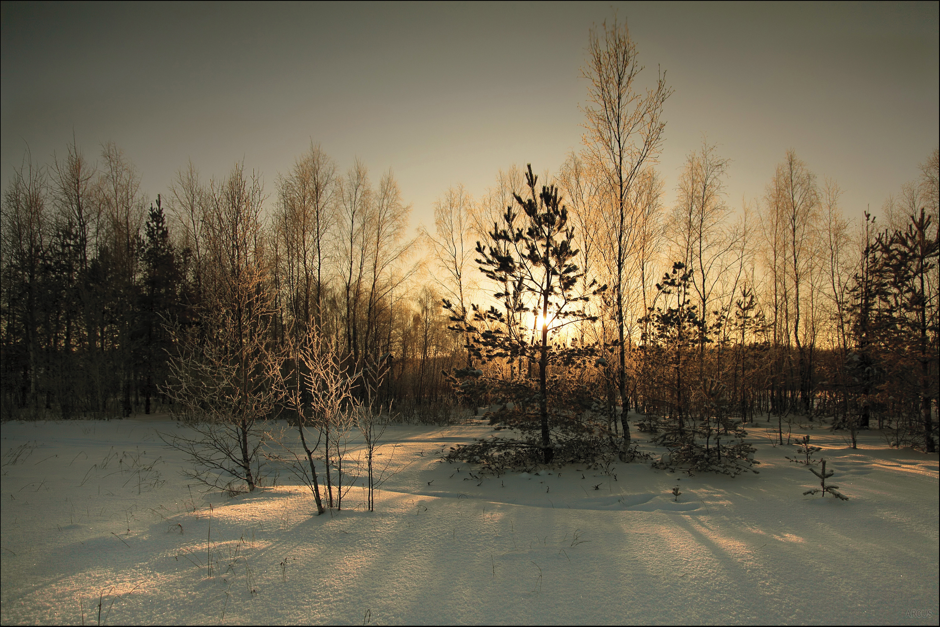 Зимний лес обои