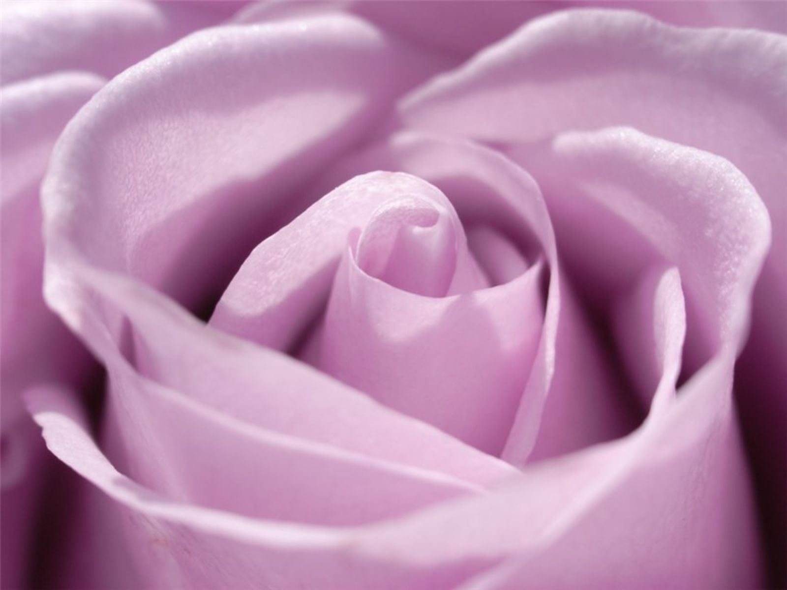 нежно-фиолетовые розы без смс