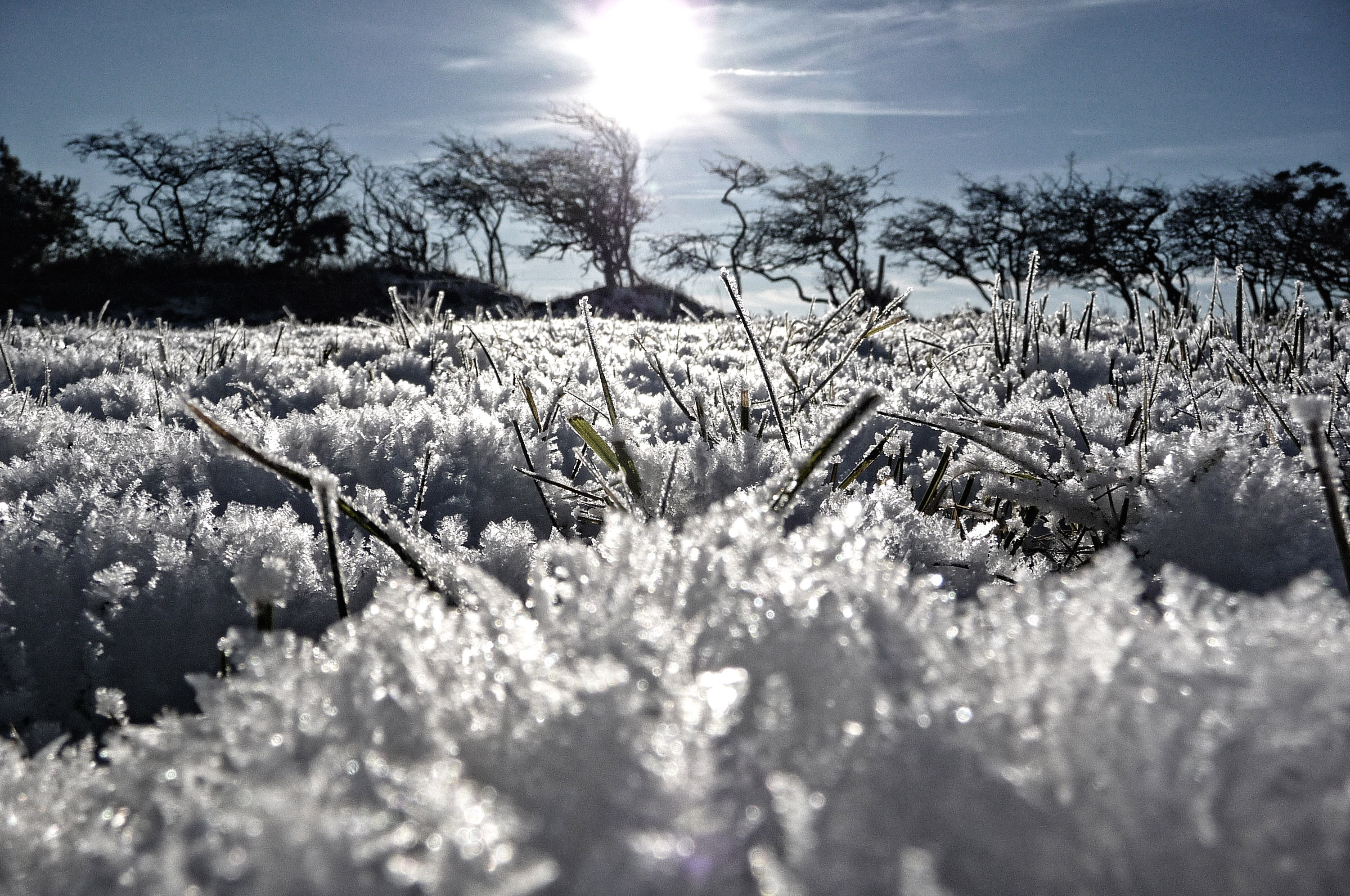 иней зима трава frost winter grass бесплатно